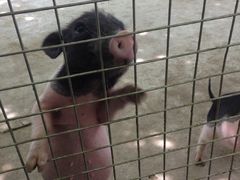 -万源龙顺度假庄园生态观光园