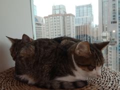 -Heymao猫咖.咖啡厅(东门店)