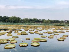 -荷塘月色湿地公园·向阳花洲
