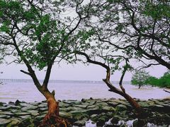 -宝安西湾红树林湿地公园