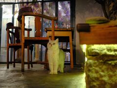 -喵屿·大理花园猫咖