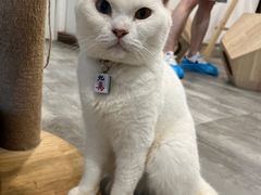 -楼上猫咖(罗湖店)