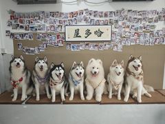 -星多哈·狗咖·拼豆·咖啡