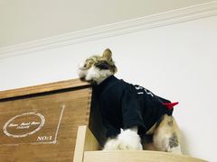 -美联众合动物医院·24h京西诊疗中心