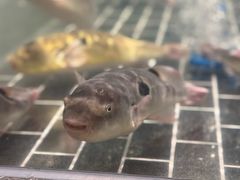 -大潮淮·淮扬菜(何园旗舰店)