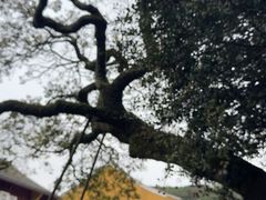 -普陀山慧济禅寺