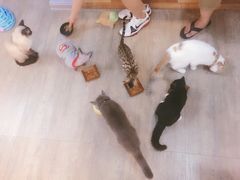 -猫咪咖啡·猫咖(万达广场店)