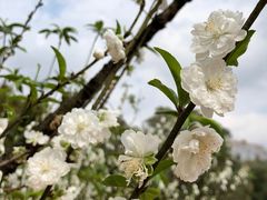 -南国桃园旅游度假区