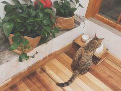 -猫的天空之城概念书店(苏州平江店)