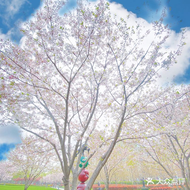 攻略 | 静安区0元不排队赏樱🌸保姆级指南建议收藏