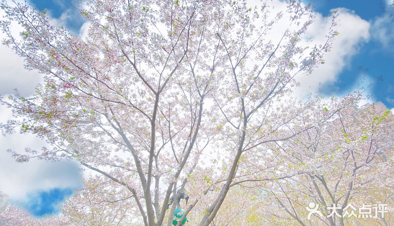 攻略 | 静安区0元不排队赏樱🌸保姆级指南建议收藏