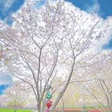 攻略 | 静安区0元不排队赏樱🌸保姆级指南建议收藏