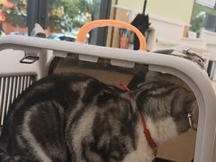 -瑞鹏宠物医院犬猫全科(真大分院)