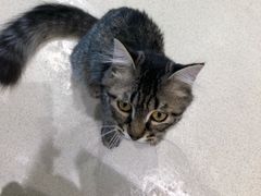 -藏猫猫咖啡主题馆(中央大道店)