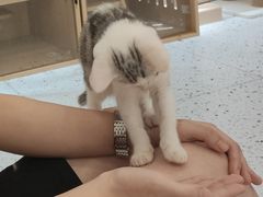 -猫域·湾主题猫咖·宠物吧(南坪城市广场店)