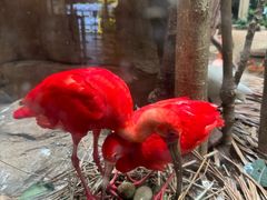 -白虎自助餐厅·真老虎·景观自助餐厅(广州长隆酒店)