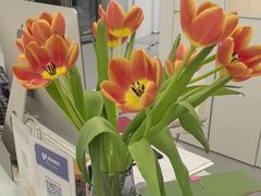 -红舞鞋舞蹈教育(近江校区)