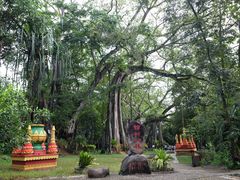 -瑞丽独树成林风景区