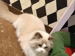 -大型宠物商超·宠海王国·宠物猫狗活体·用品·美容(新世界百货重庆店)