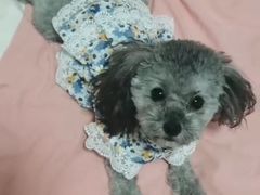 -家有小宠宠物美容(双楠街店)