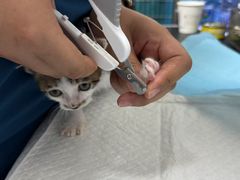 -康爱犬猫诊所·牙专科·骨外科·影像内科(丰宁店)