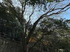 -普陀山风景区-佛顶山
