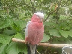 -南宫五洲植物乐园