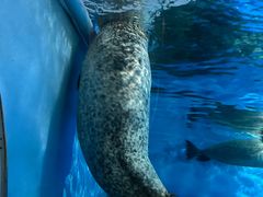 -上海海洋水族馆