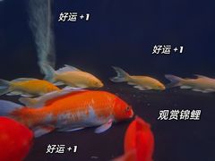 -北国之春国宴(乌兰察布店)