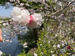 -南汇桃花村