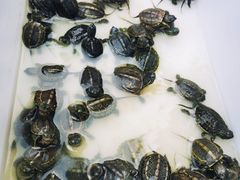 -华声天桥民俗文化园