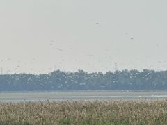 -大湾区中央湿地公园