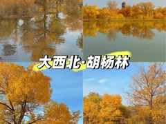 -金塔沙漠胡杨林景区