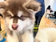 -Let's go狗咖·猫咖·奶狗·桌游(春熙路IFS店)