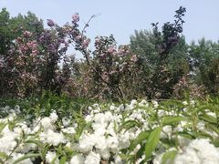 -长白岛森林公园