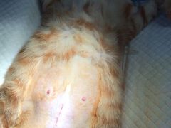 -伟伟宠物医院·CT影像中心·瑞派犬猫综合性门诊(汉口总院)