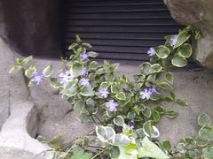 -成都市活水公园
