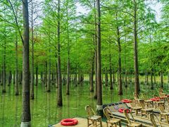 -泗洪洪泽湖湿地景区