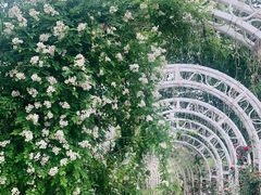 -大塘金香草谷