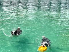 -宠乐会宠物乐园