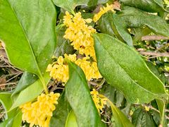 -漕河泾开发区(地铁站)