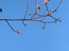 -深圳人才公园