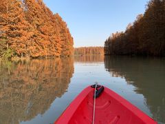 -上海海湾国家森林公园