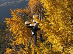 -报恩寺(平武县)