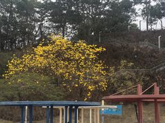 -白石龙音乐公园