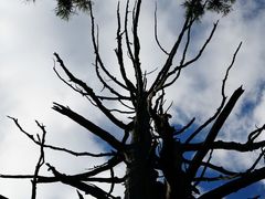 -天目山大树王景区