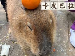 -北京野生动物园