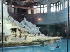 -帝企鹅自助餐厅•儿童岛•真企鹅(长隆企鹅酒店)