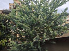 -小八仙·八方(移民广场店)