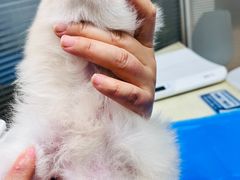 -芭比堂宠物医院·全科爱猫医院·仁德分院